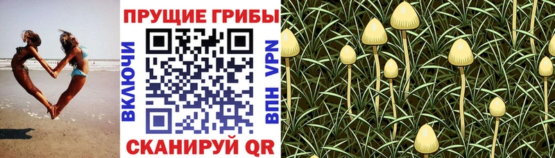 Купить закладки  Грязи  Псилоцибиновые грибы мухоморы 